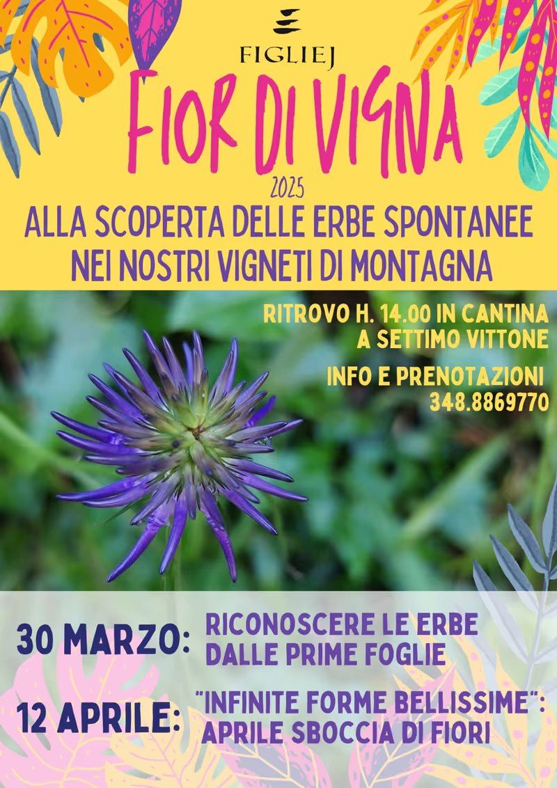 SETTIMO VITTONE - Fior di vigna